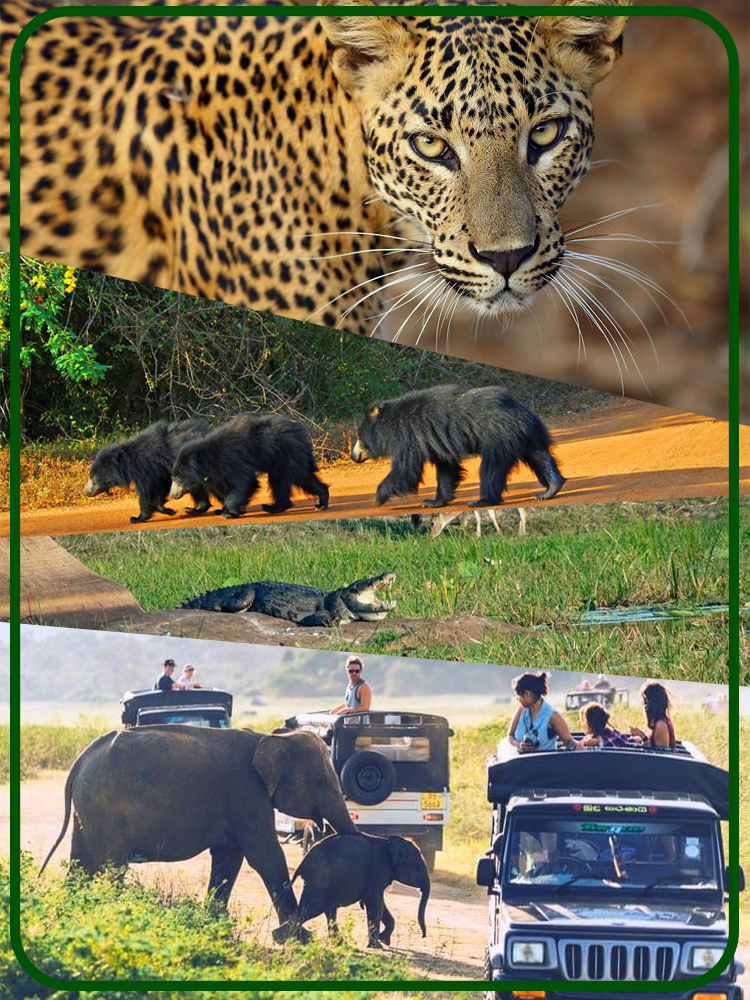 Safari