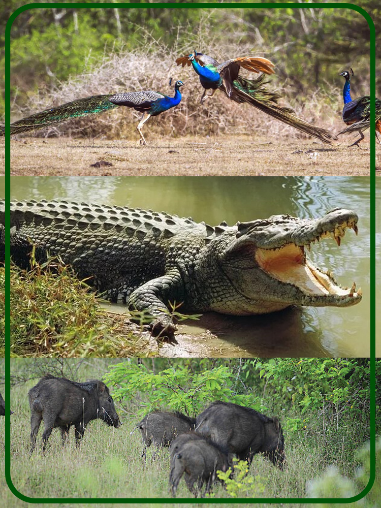 Lunugamwehera