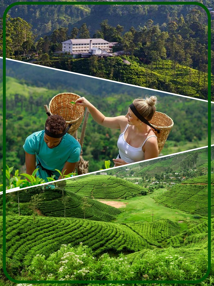 Tea Plantaion