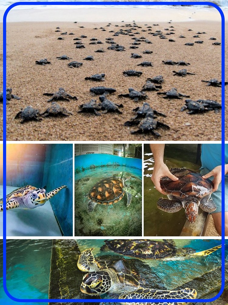 Turtle Hatchery